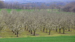 Vergers de prune d'Ente en Dordogne, floraison printemps 2016